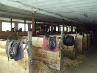 Ecurie des poneys